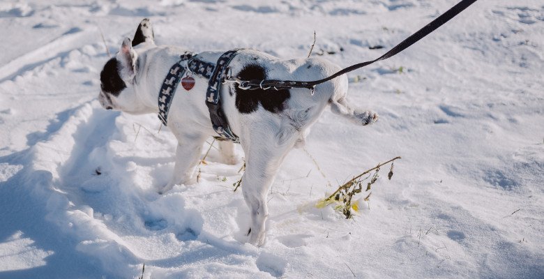 Dog Peeing on Snow