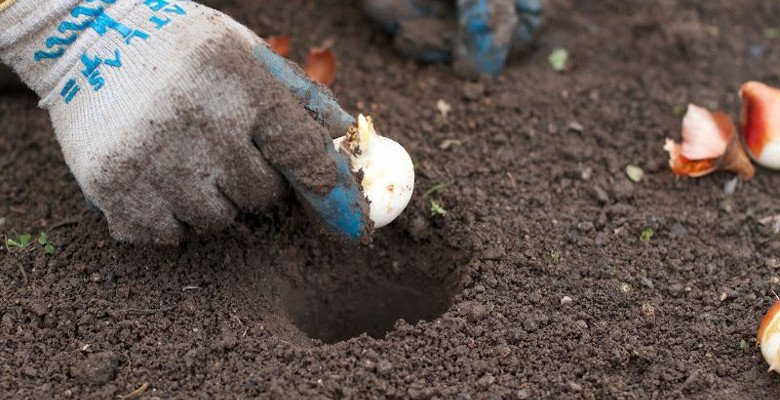 Fall Planting Opportunities