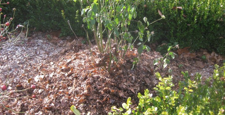Mulch Plant Beds